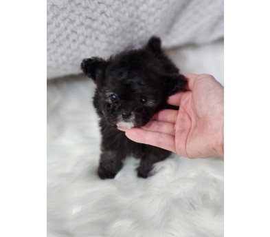 토이푸들 입양합니다