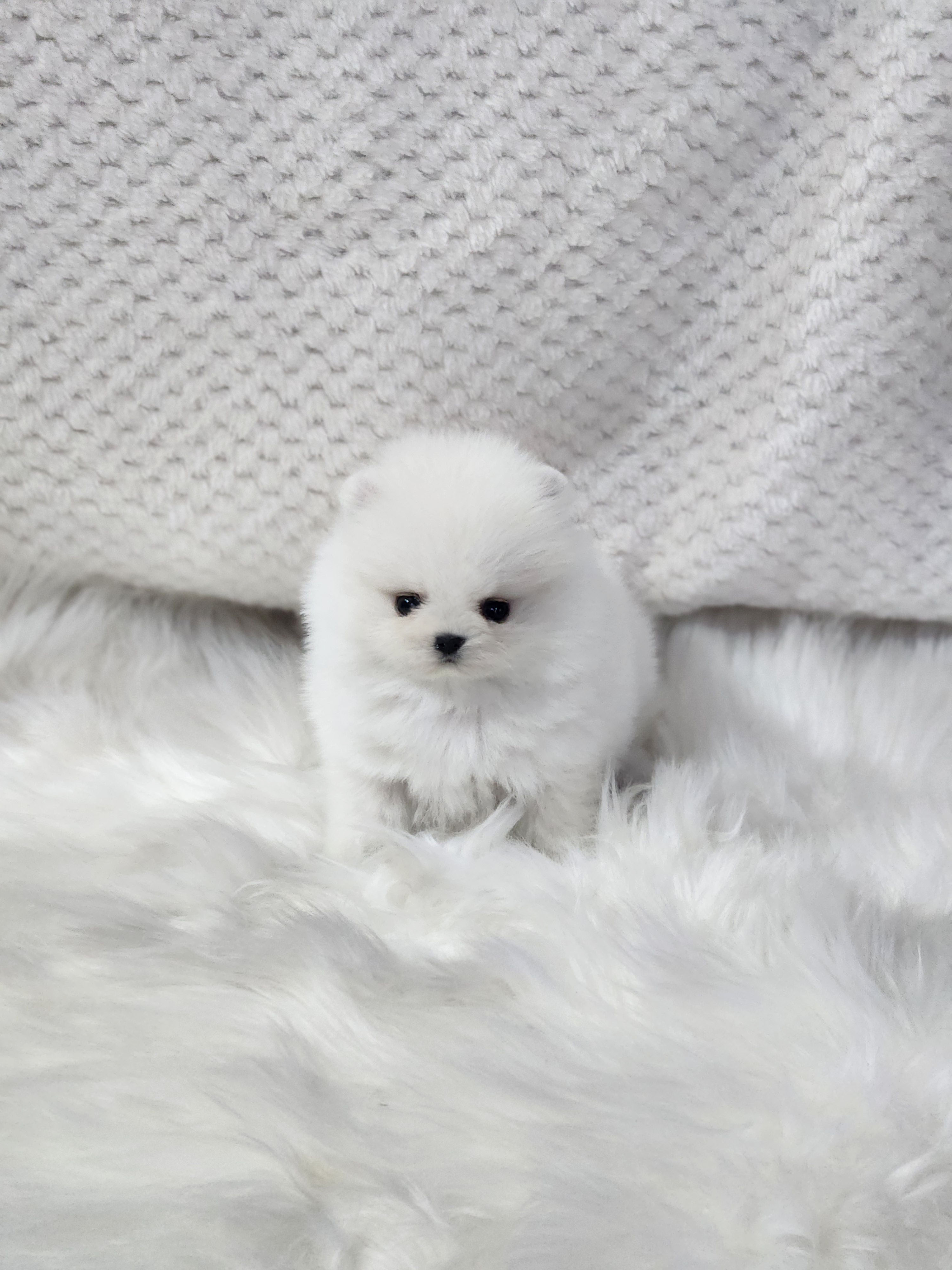 포메라니안 입양합니다