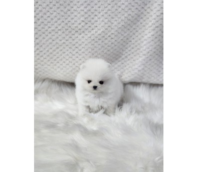 포메라니안 입양합니다