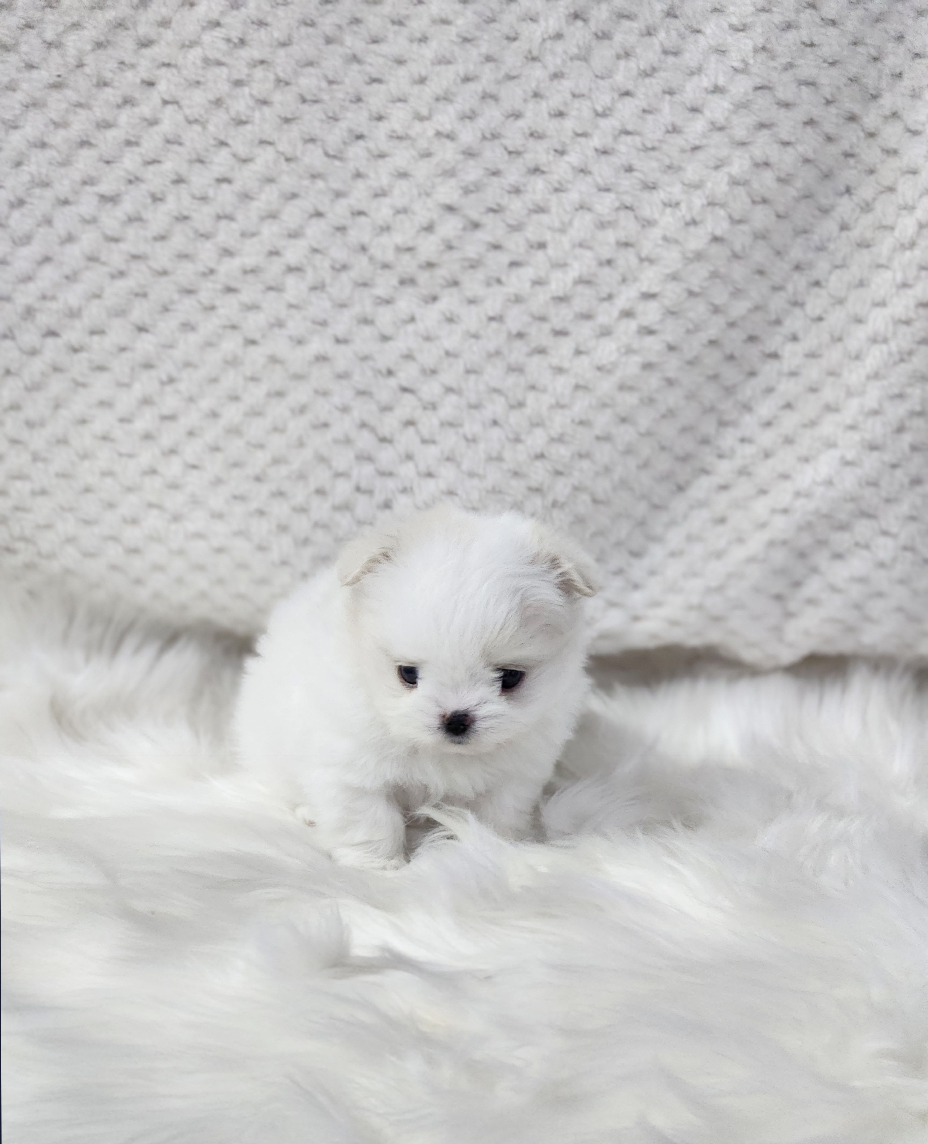 말티폼 입양합니다