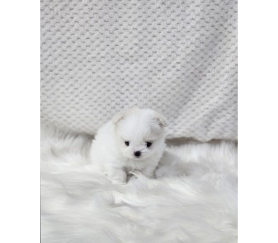 말티폼 입양합니다