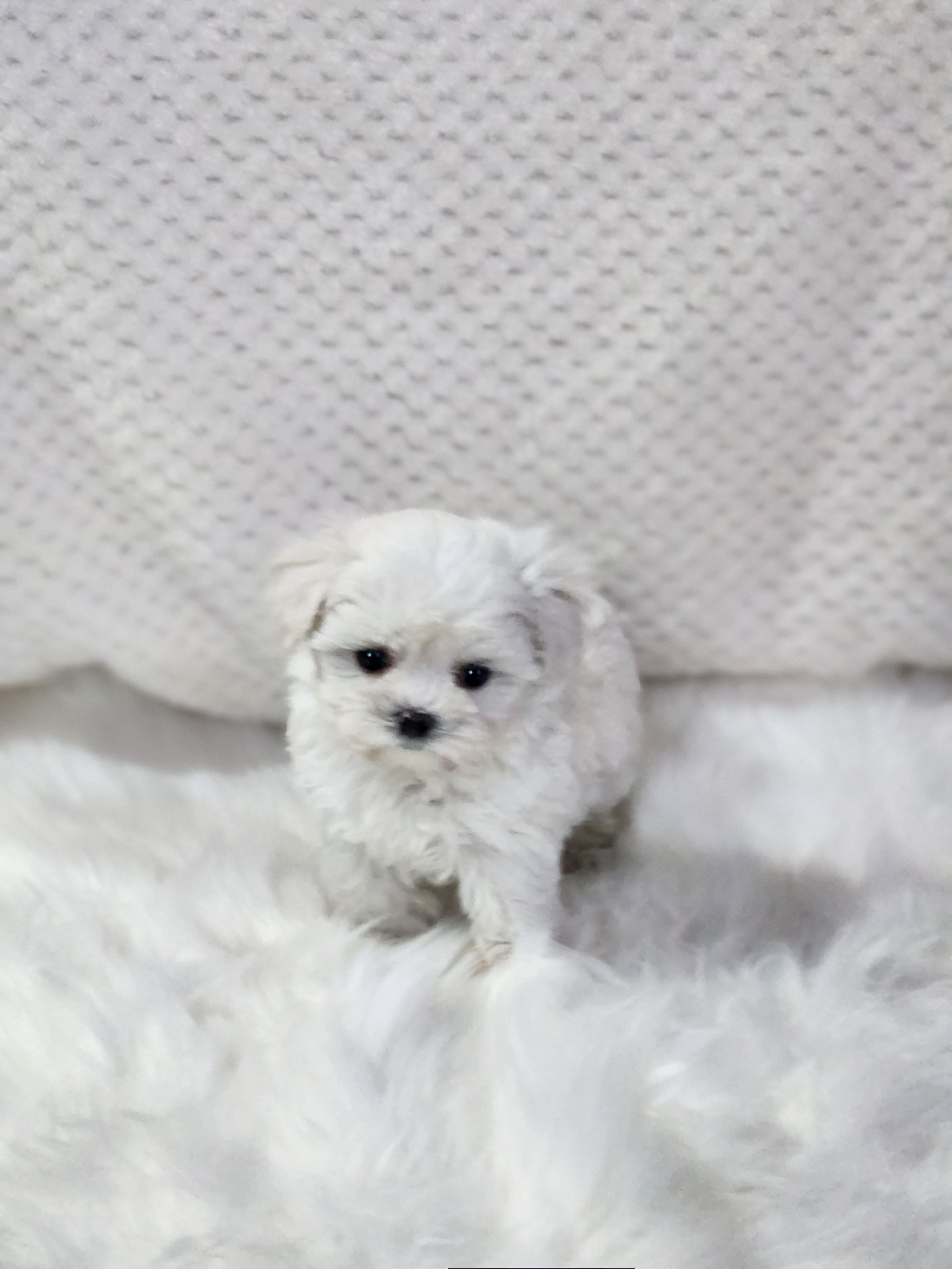 말티푸 입양합니다