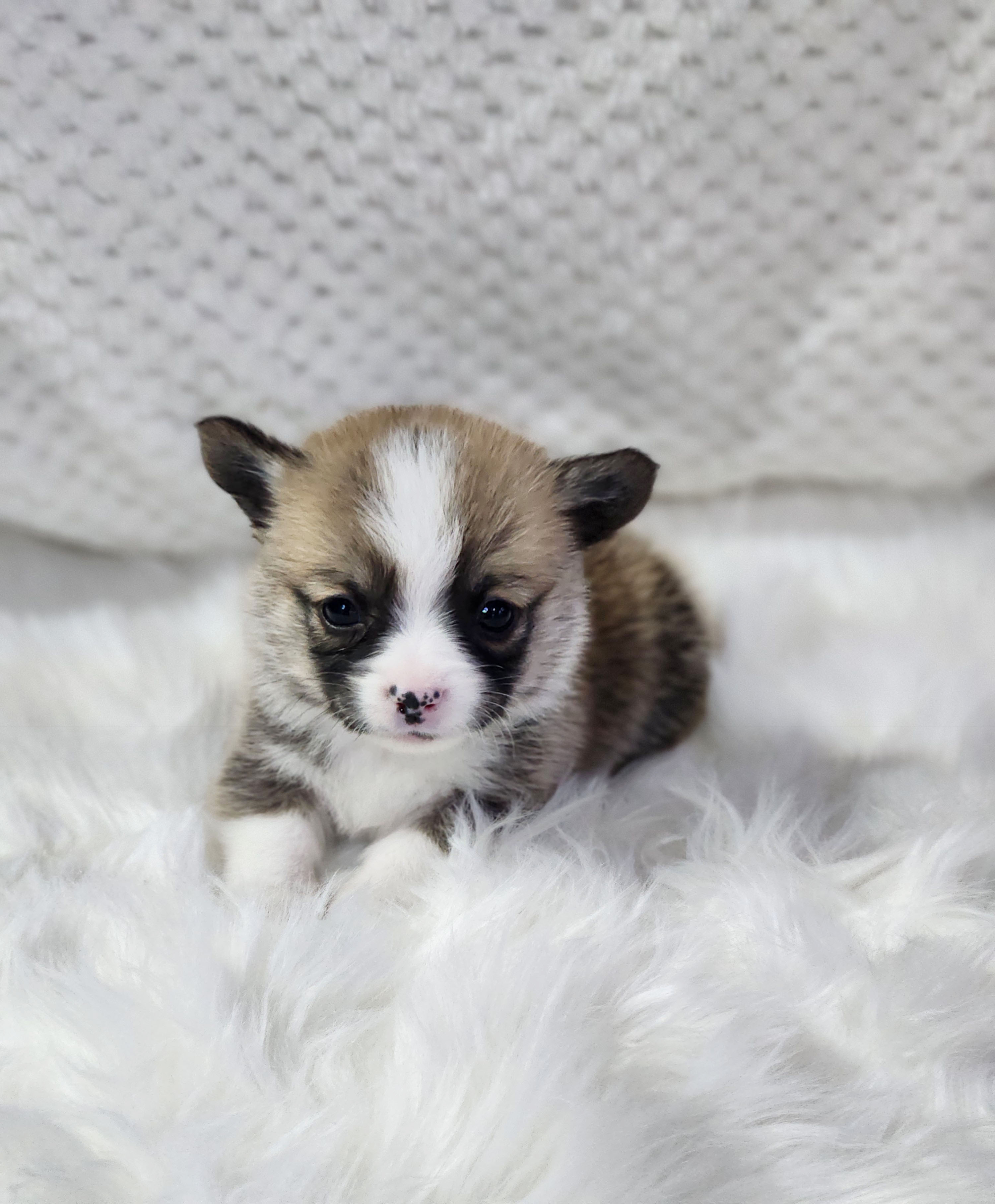 웰시코기 입양합니다