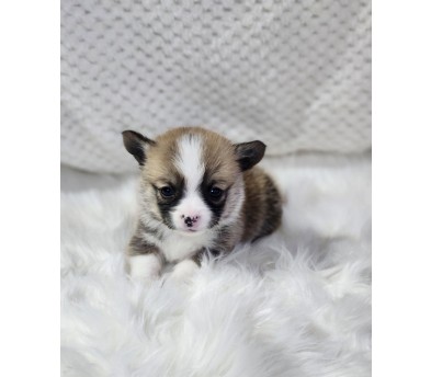 웰시코기 입양합니다