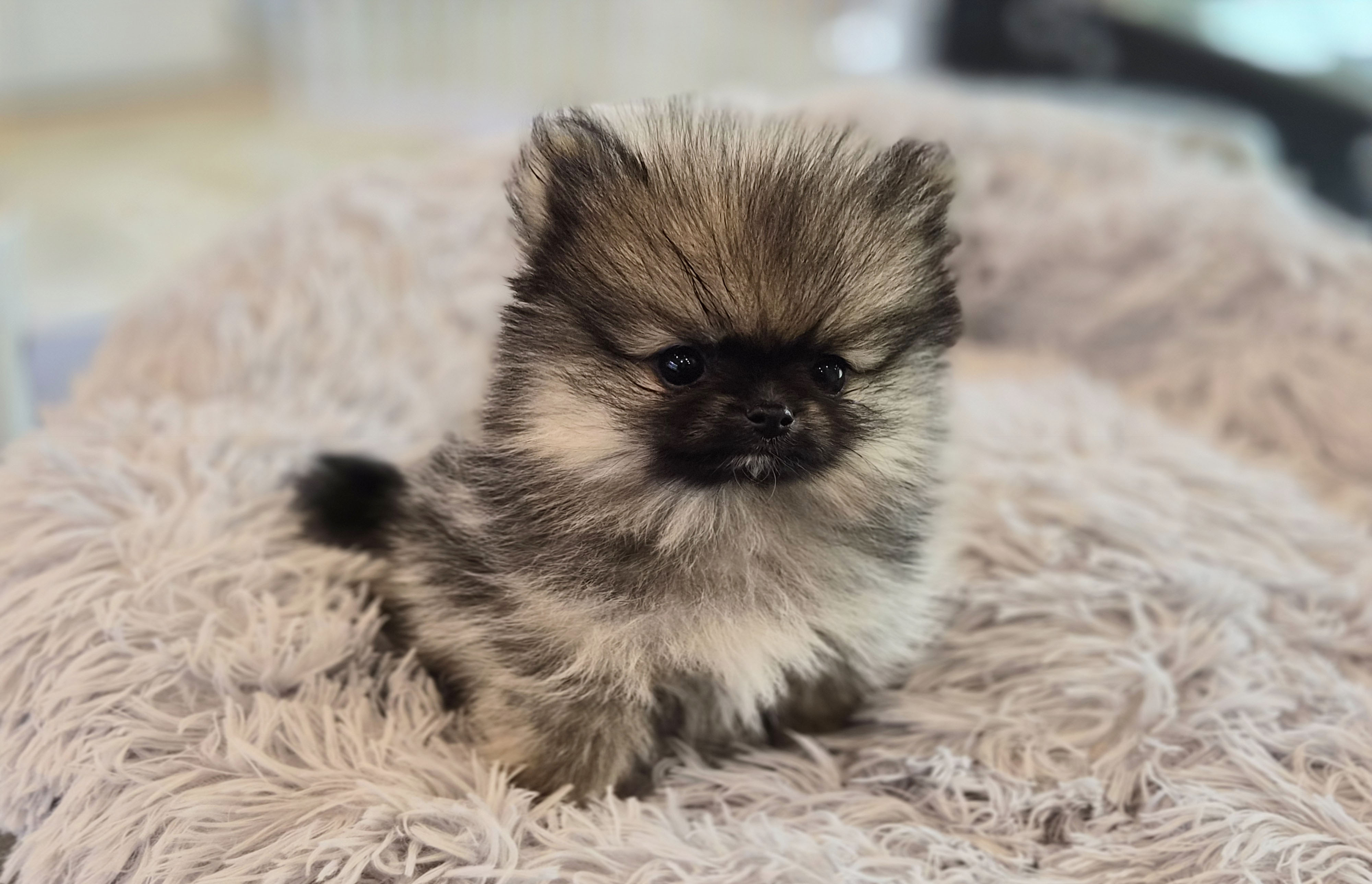 포메라니안 입양합니다