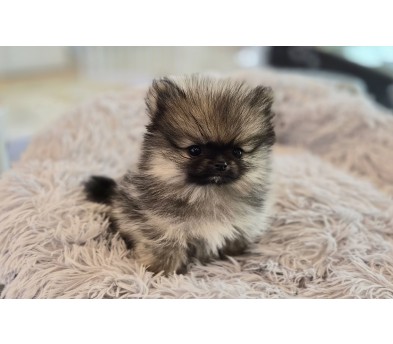 포메라니안 입양합니다