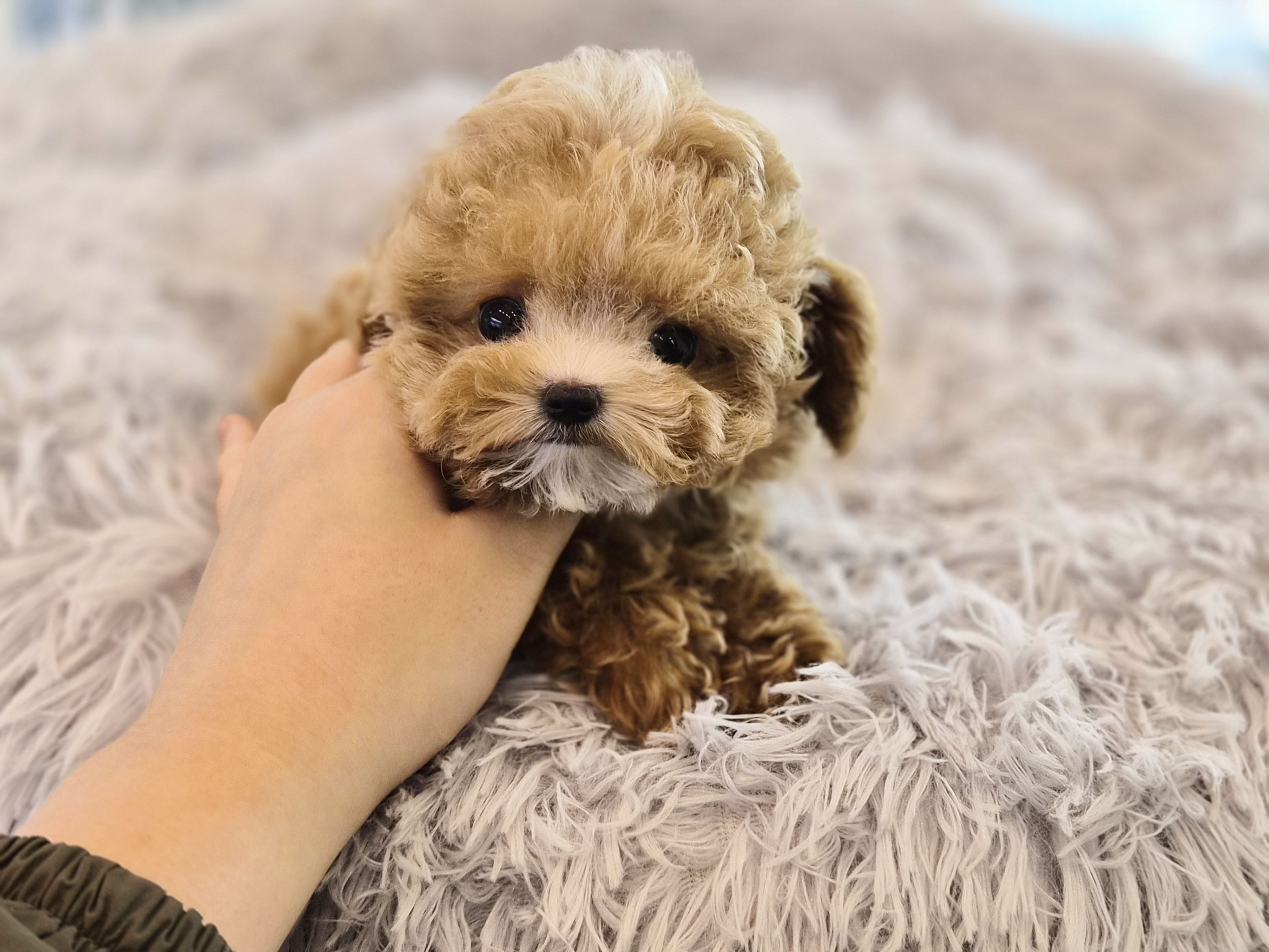 말티푸 입양합니다