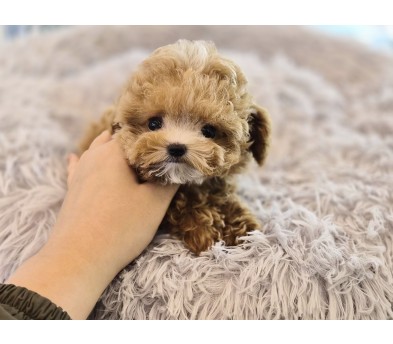 말티푸 입양합니다