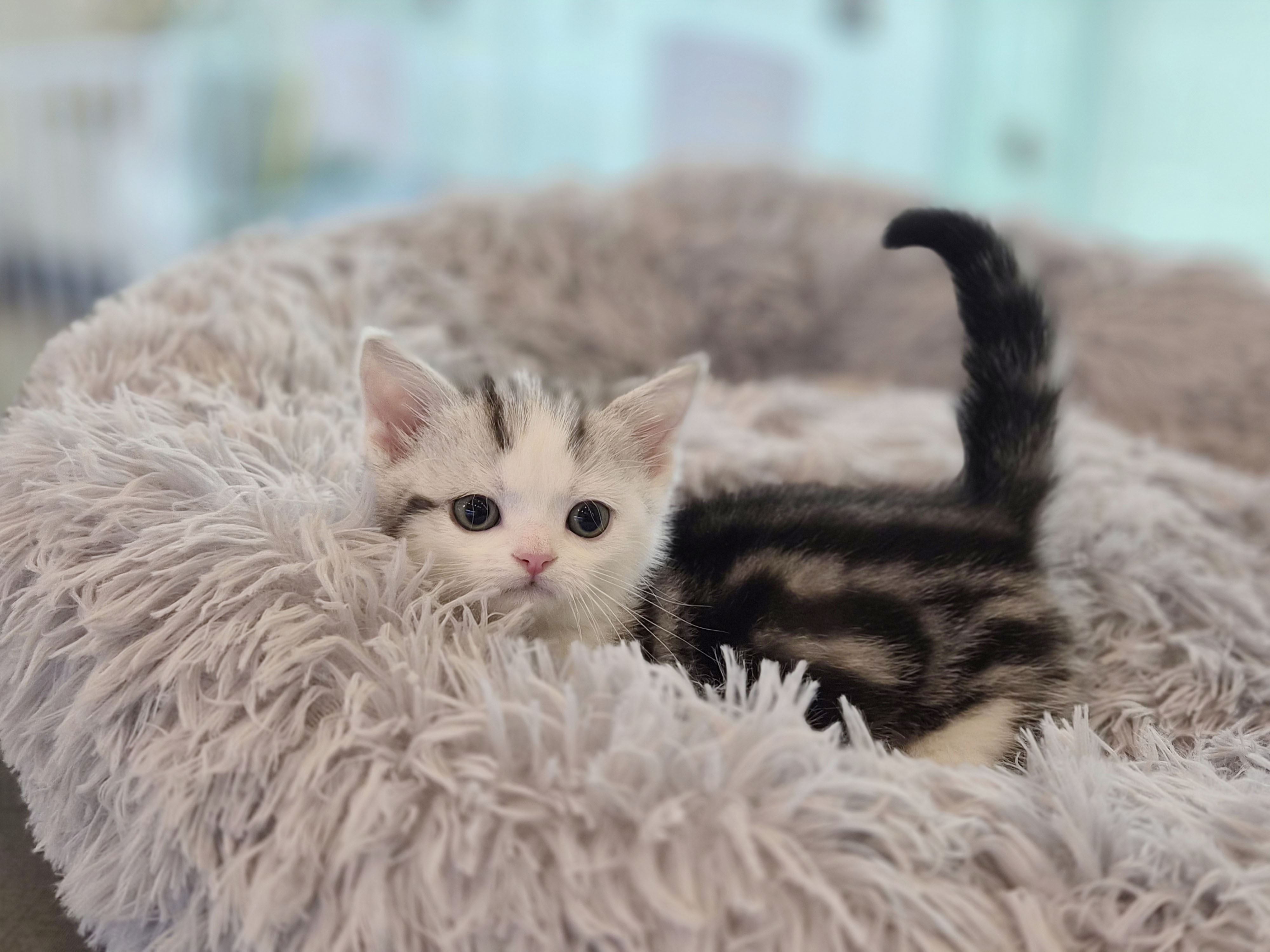 먼치킨 입양합니다