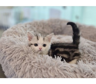 먼치킨 입양합니다