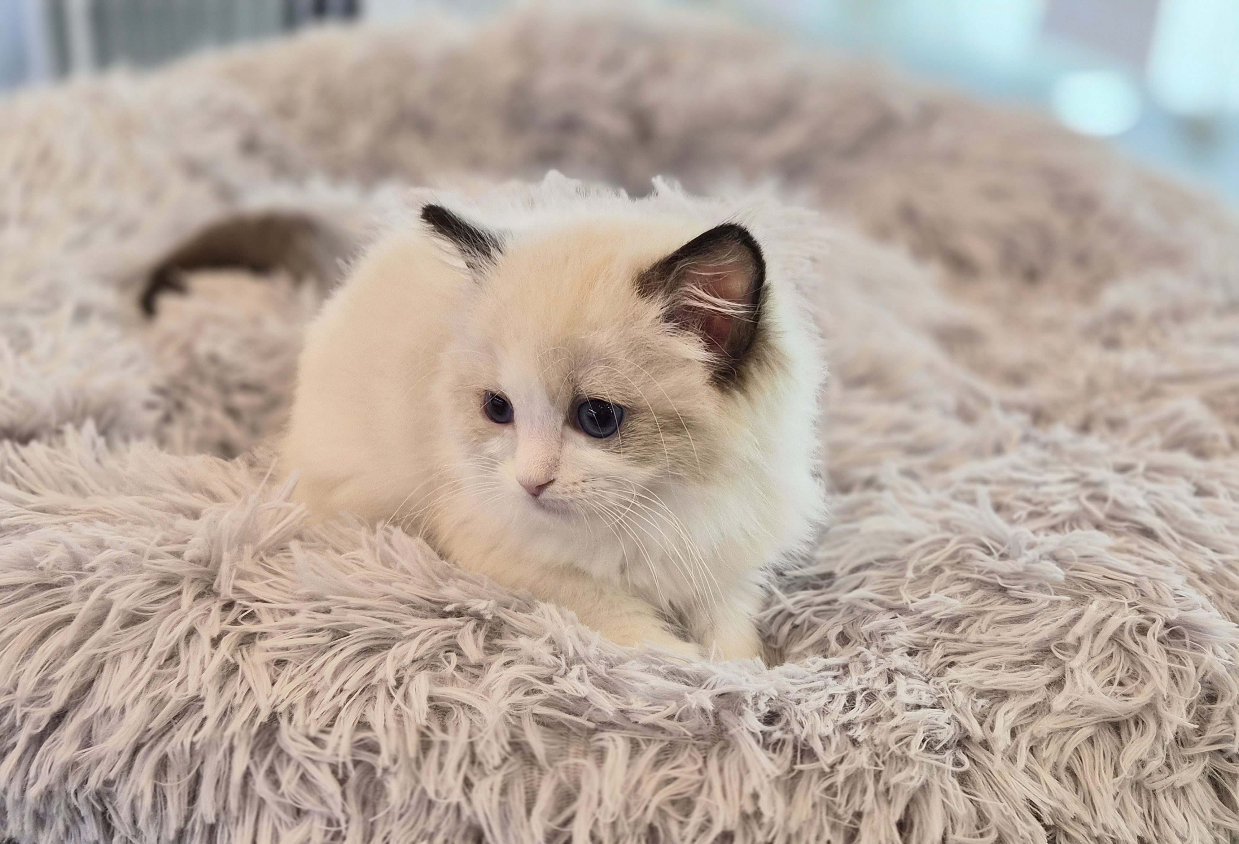 렉돌 입양합니다