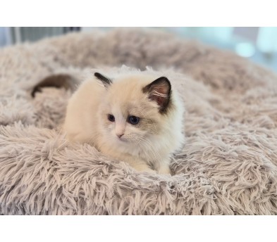 렉돌 입양합니다