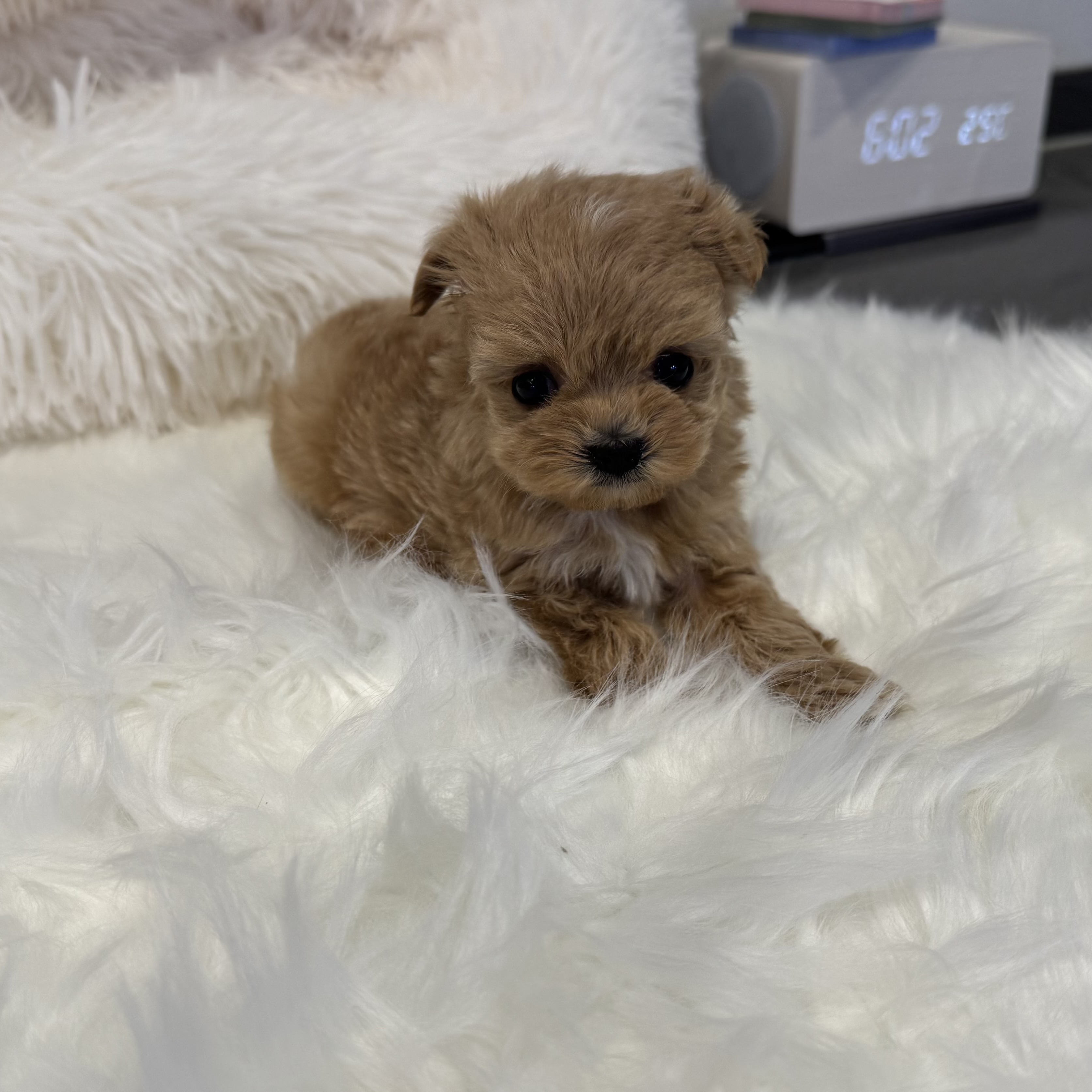 말티푸 입양합니다