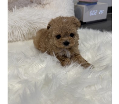 말티푸 입양합니다