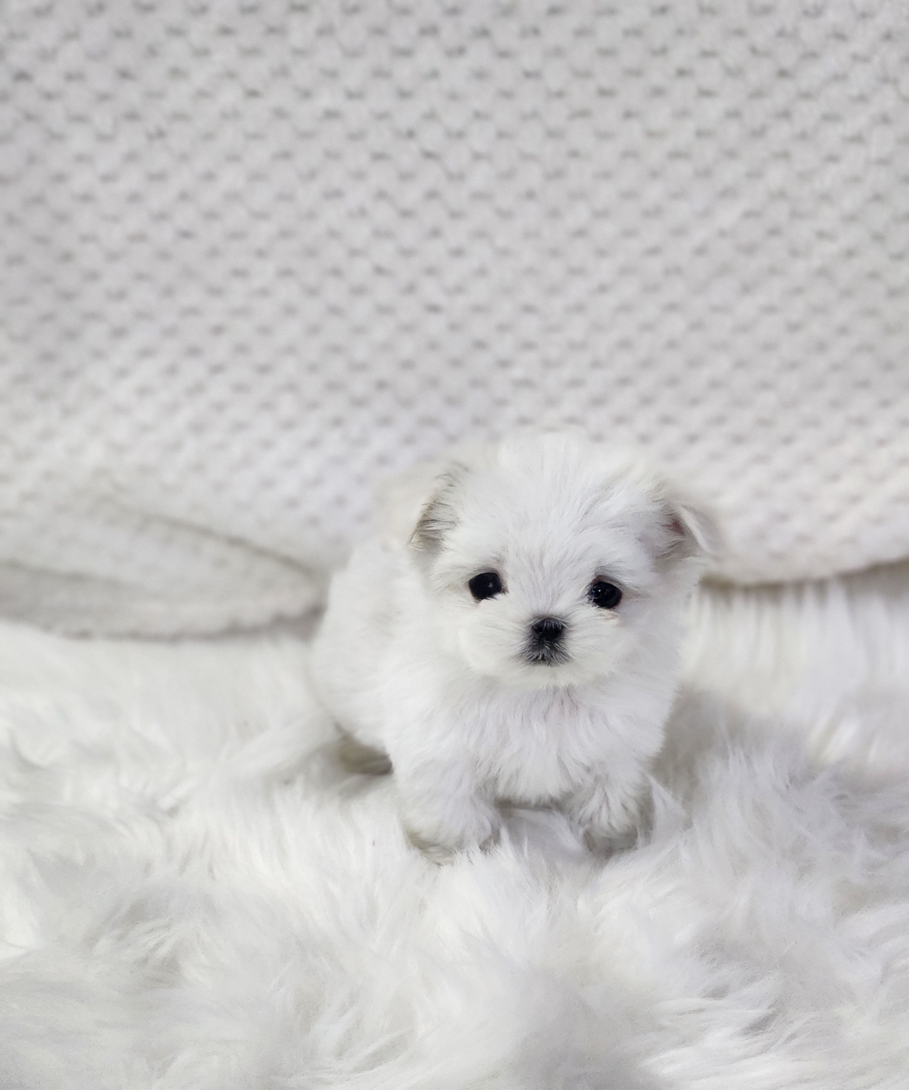 말티즈 입양합니다