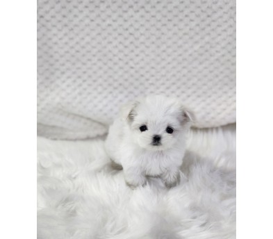 말티즈 입양합니다