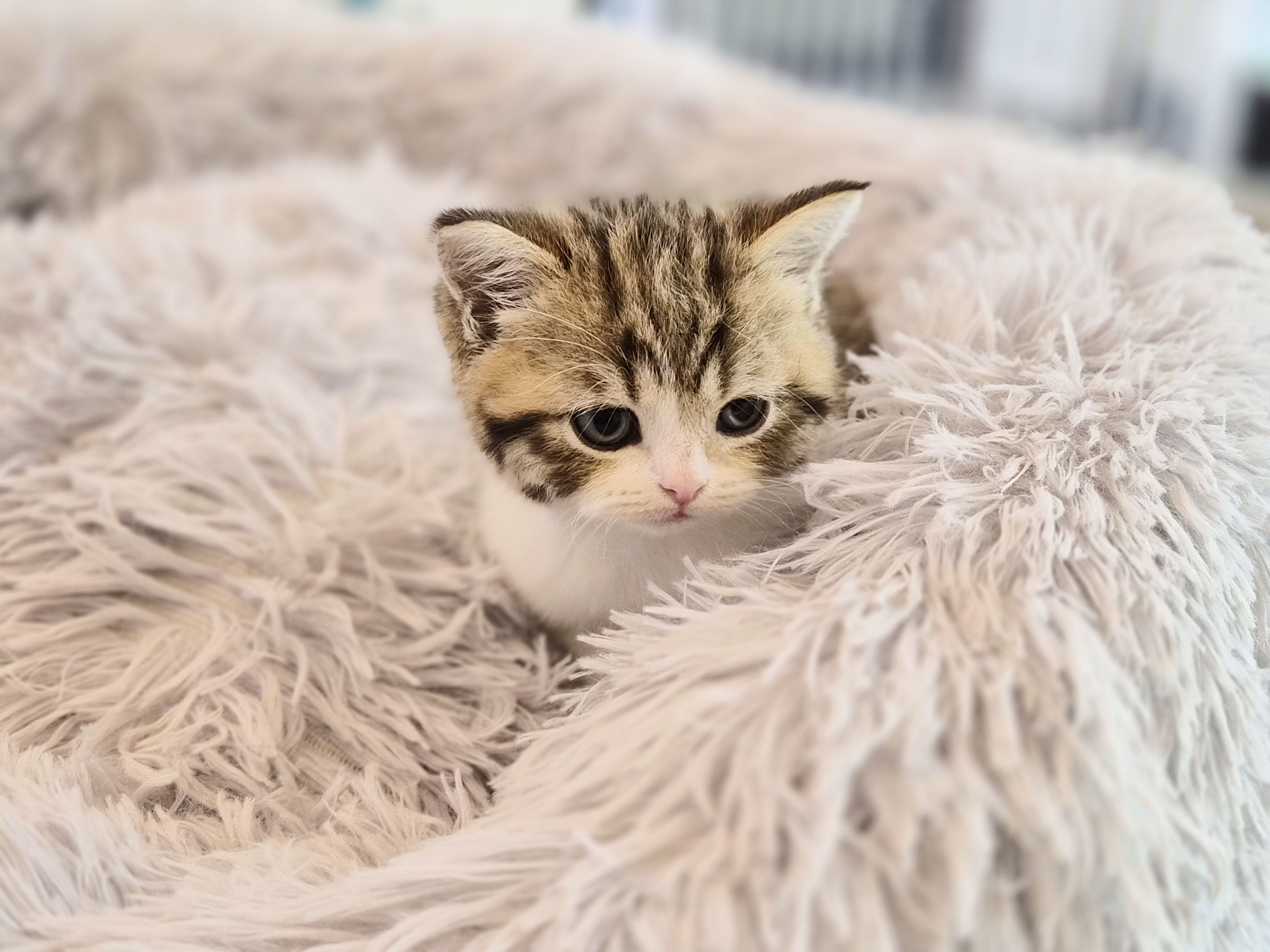 브리티쉬숏헤어 입양합니다