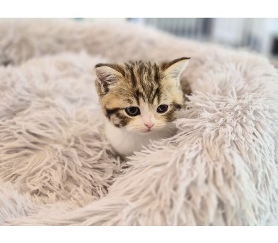 브리티쉬숏헤어 입양합니다