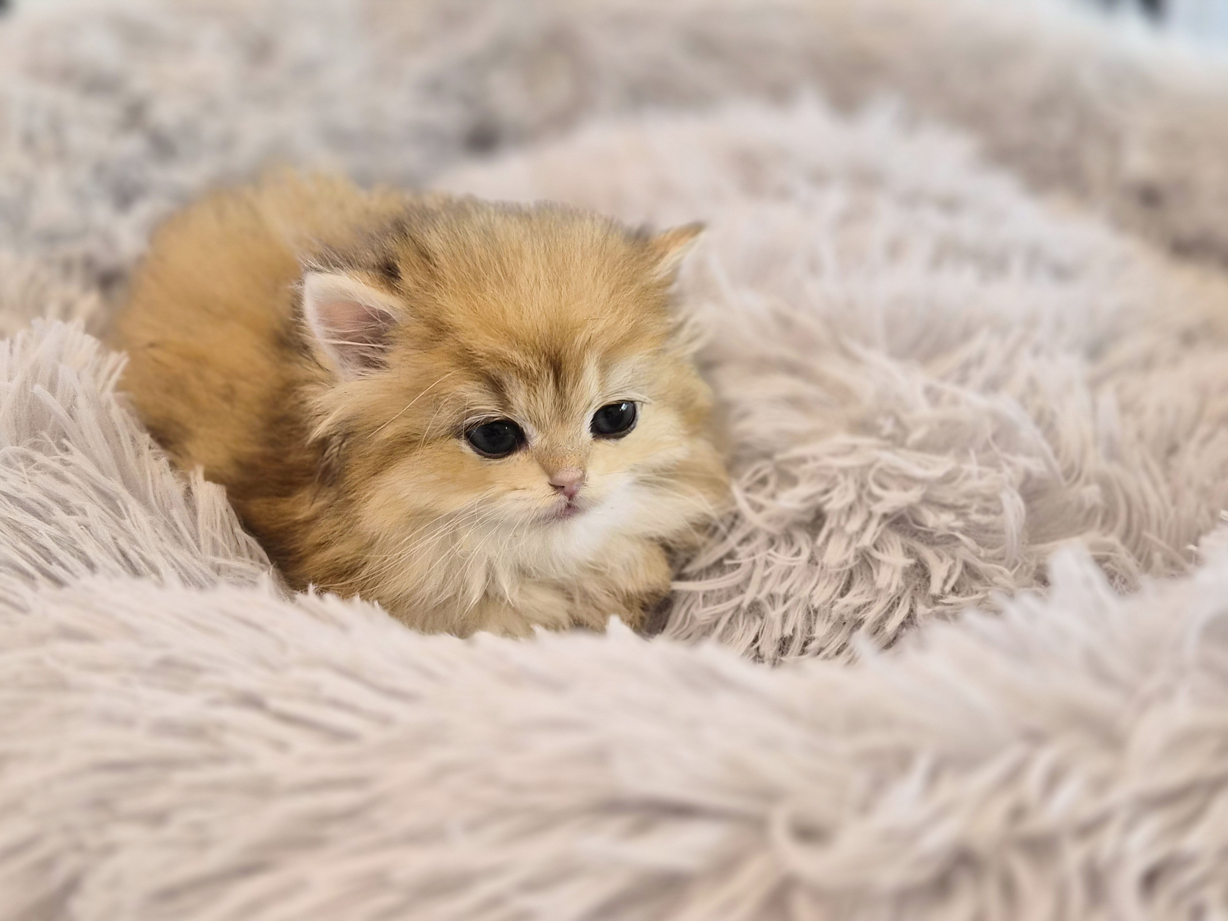 브리티쉬롱헤어 입양합니다