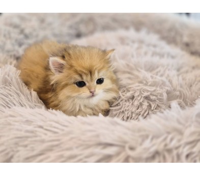 브리티쉬롱헤어 입양합니다