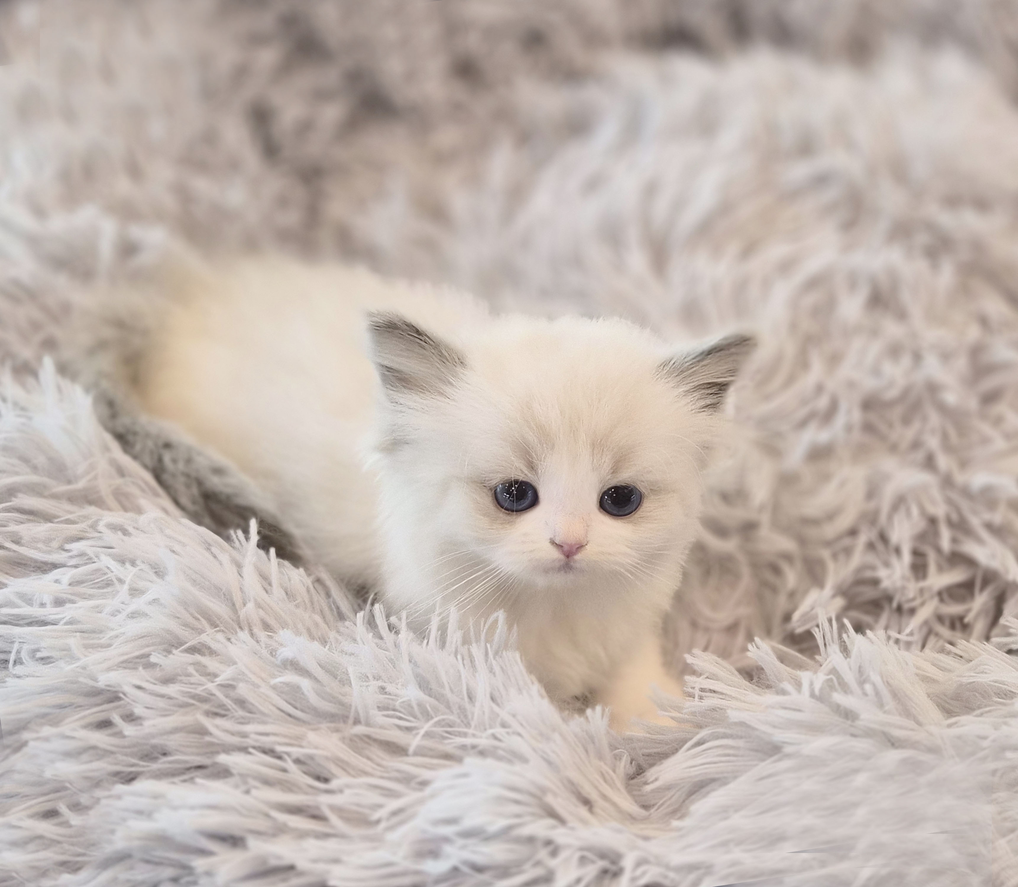 렉돌 입양합니다