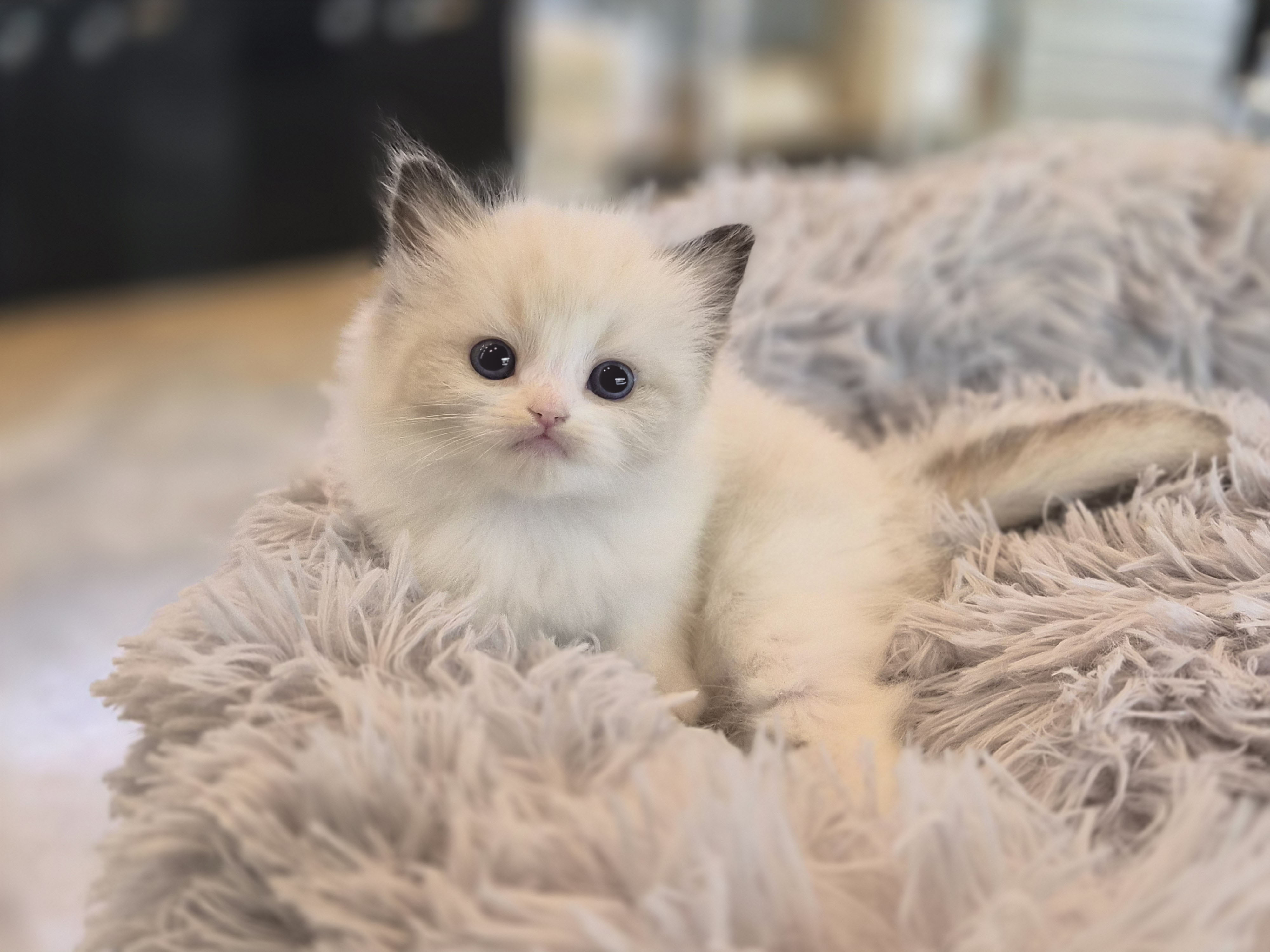 렉돌 입양합니다