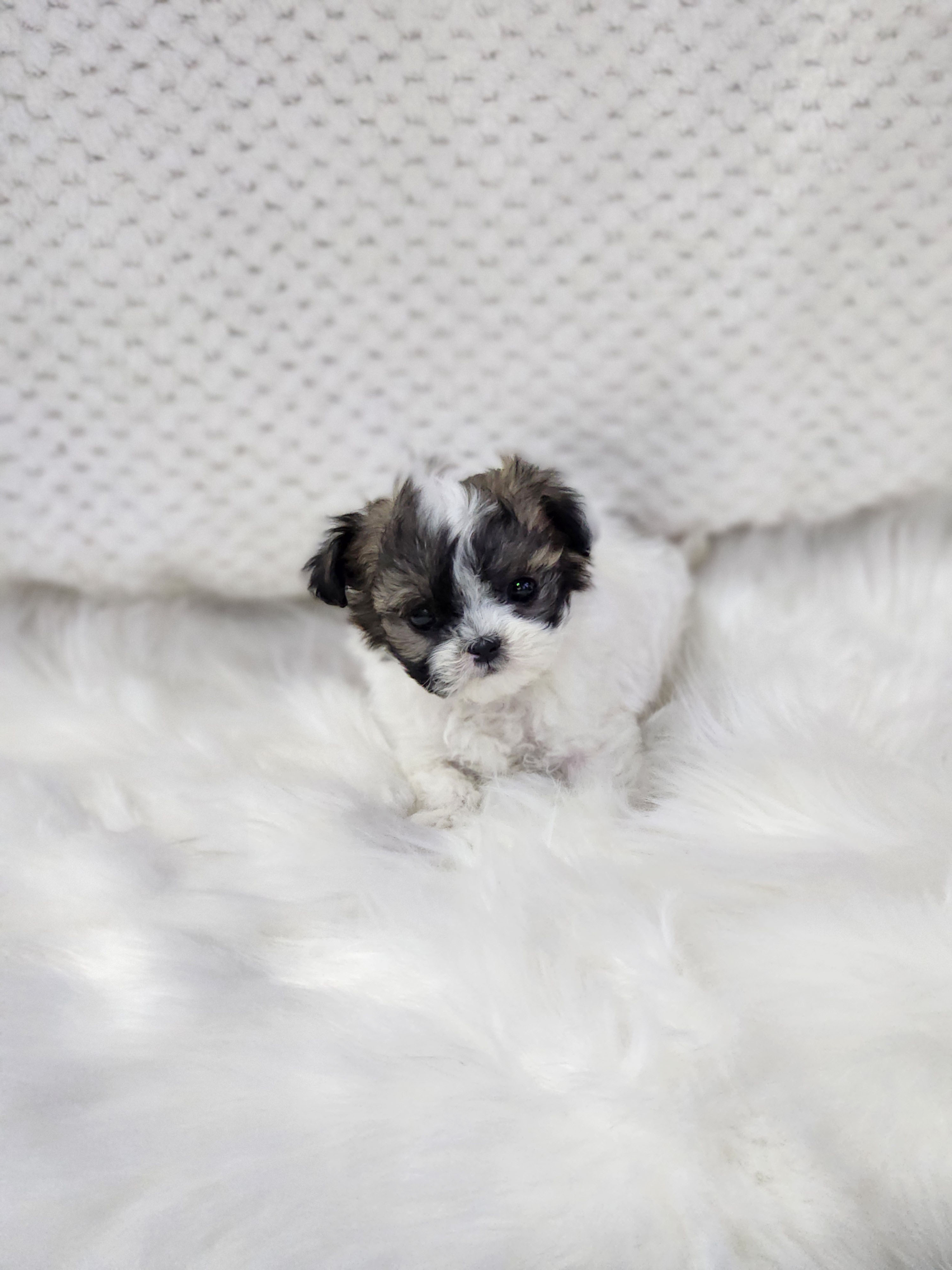 말티푸 입양합니다