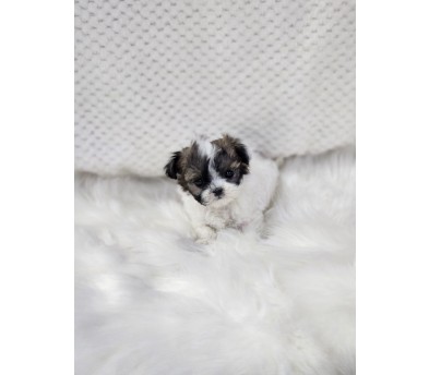 말티푸 입양합니다