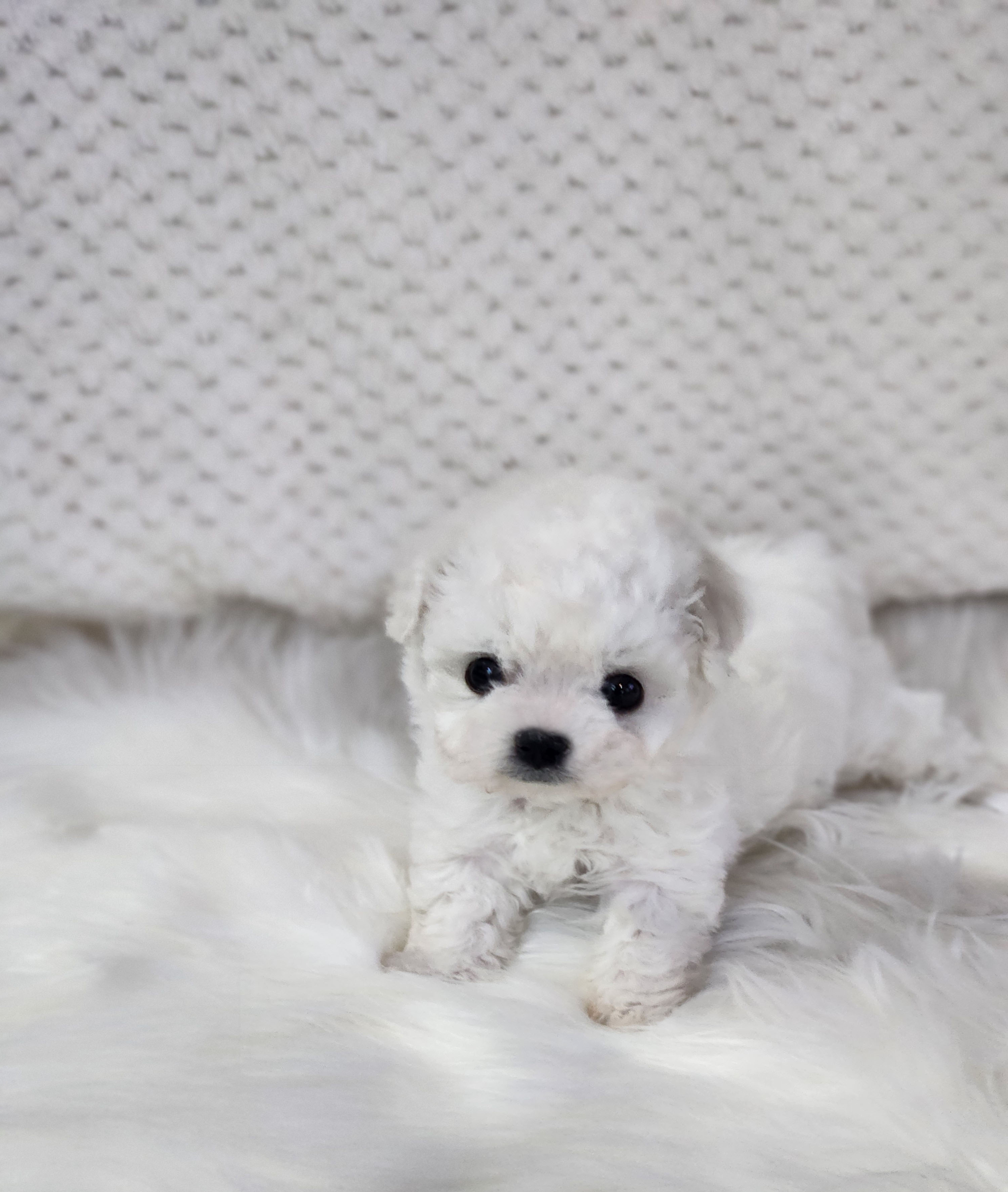 미니비숑 입양합니다