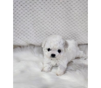 미니비숑 입양합니다