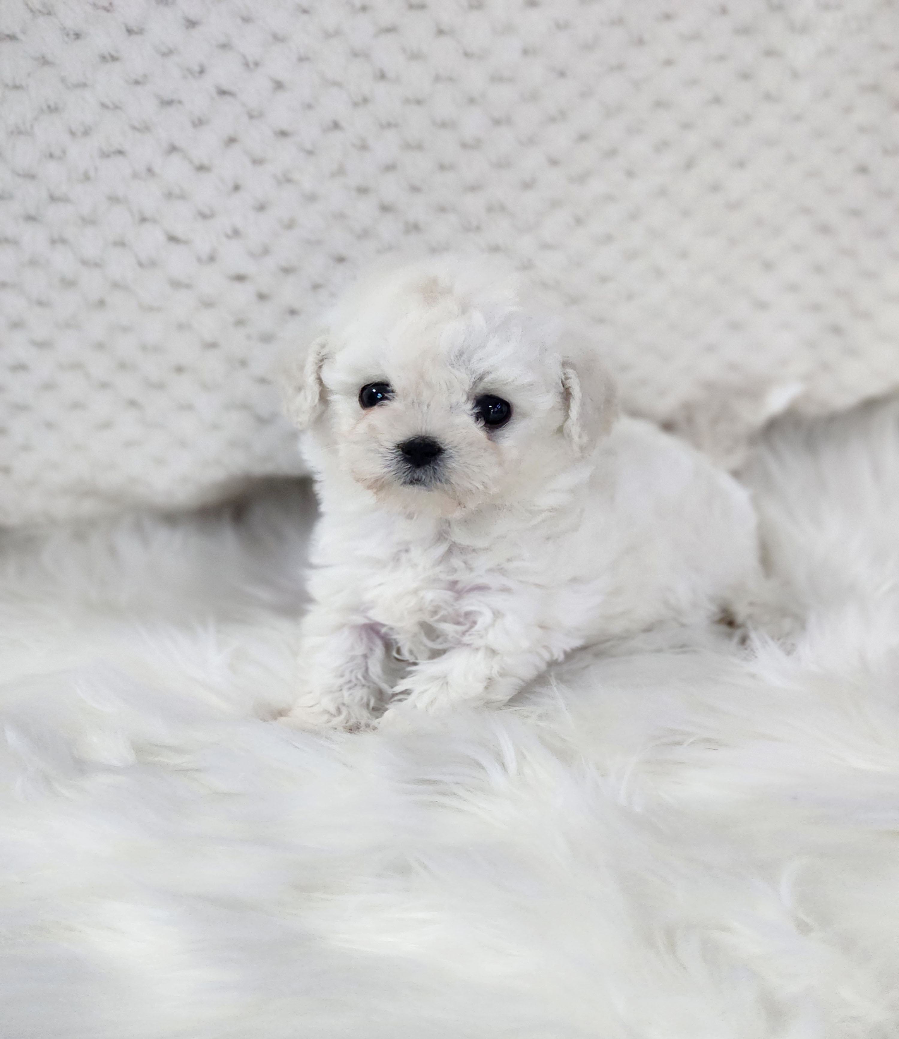 미니비숑 입양합니다