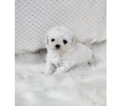 미니비숑 입양합니다