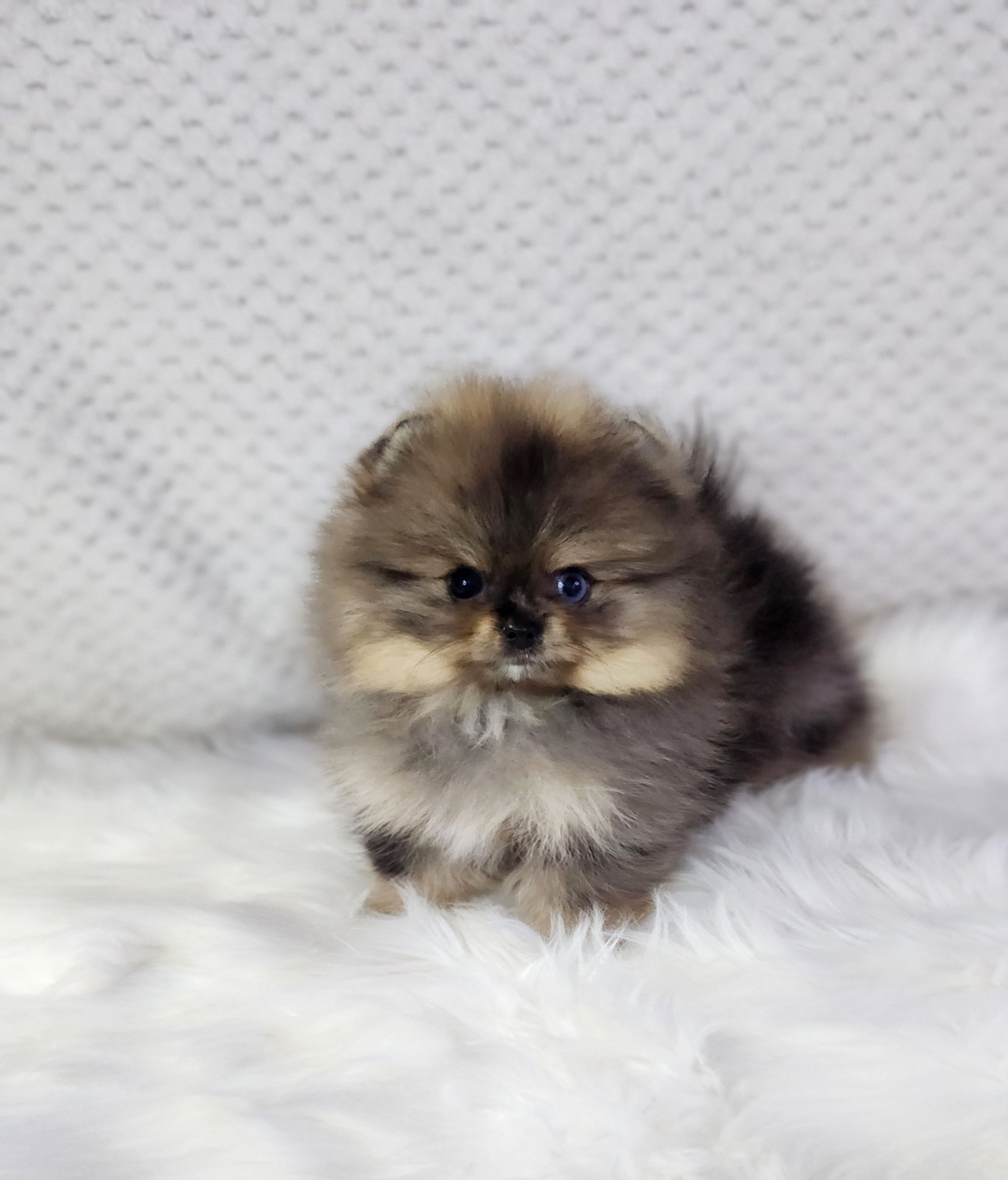 포메라니안 입양합니다