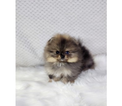 포메라니안 입양합니다