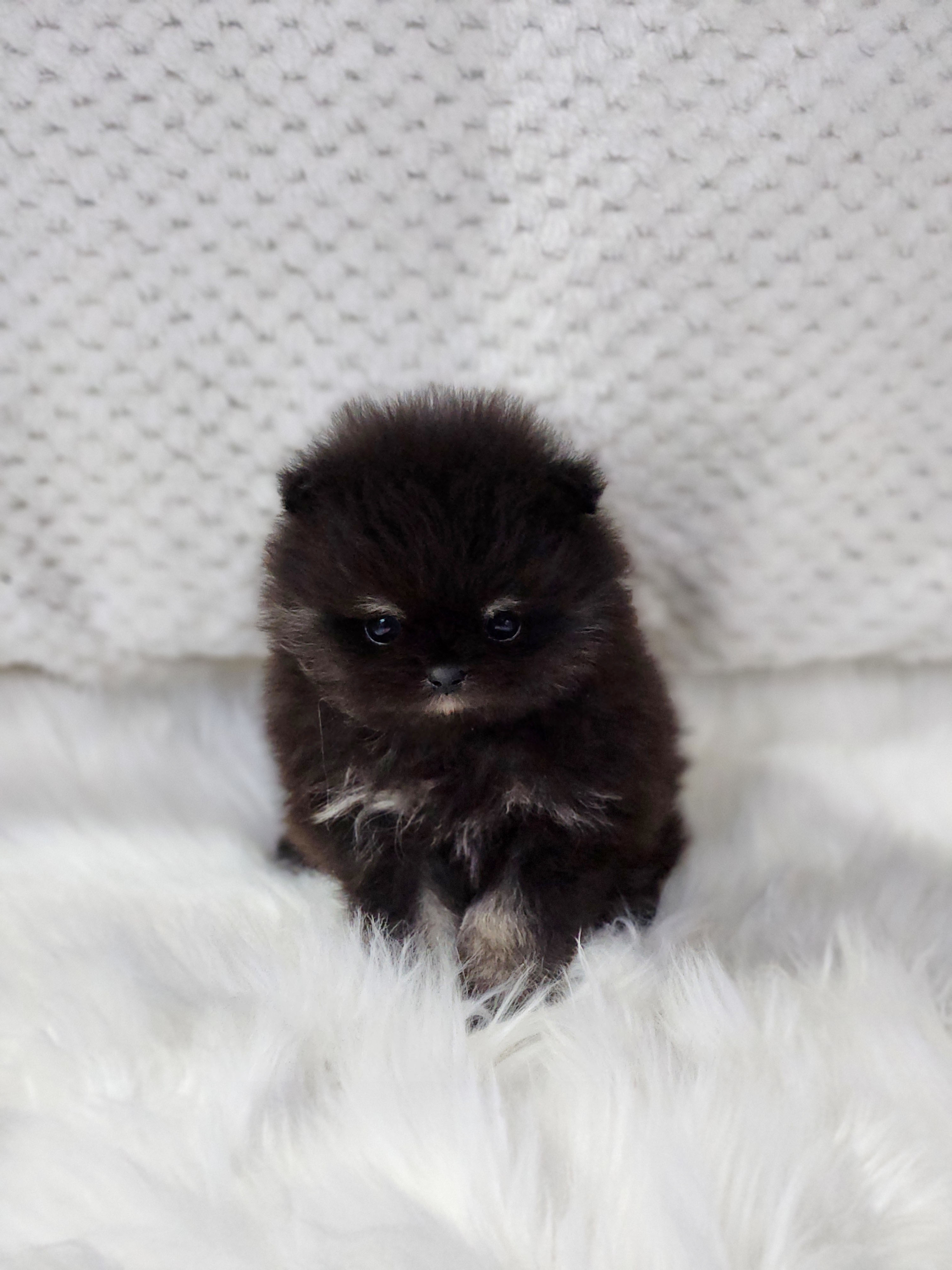 포메라니안 입양합니다 