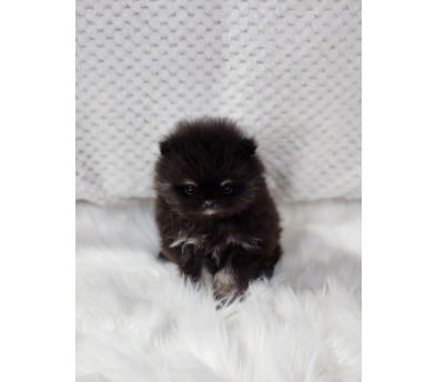 포메라니안 입양합니다 