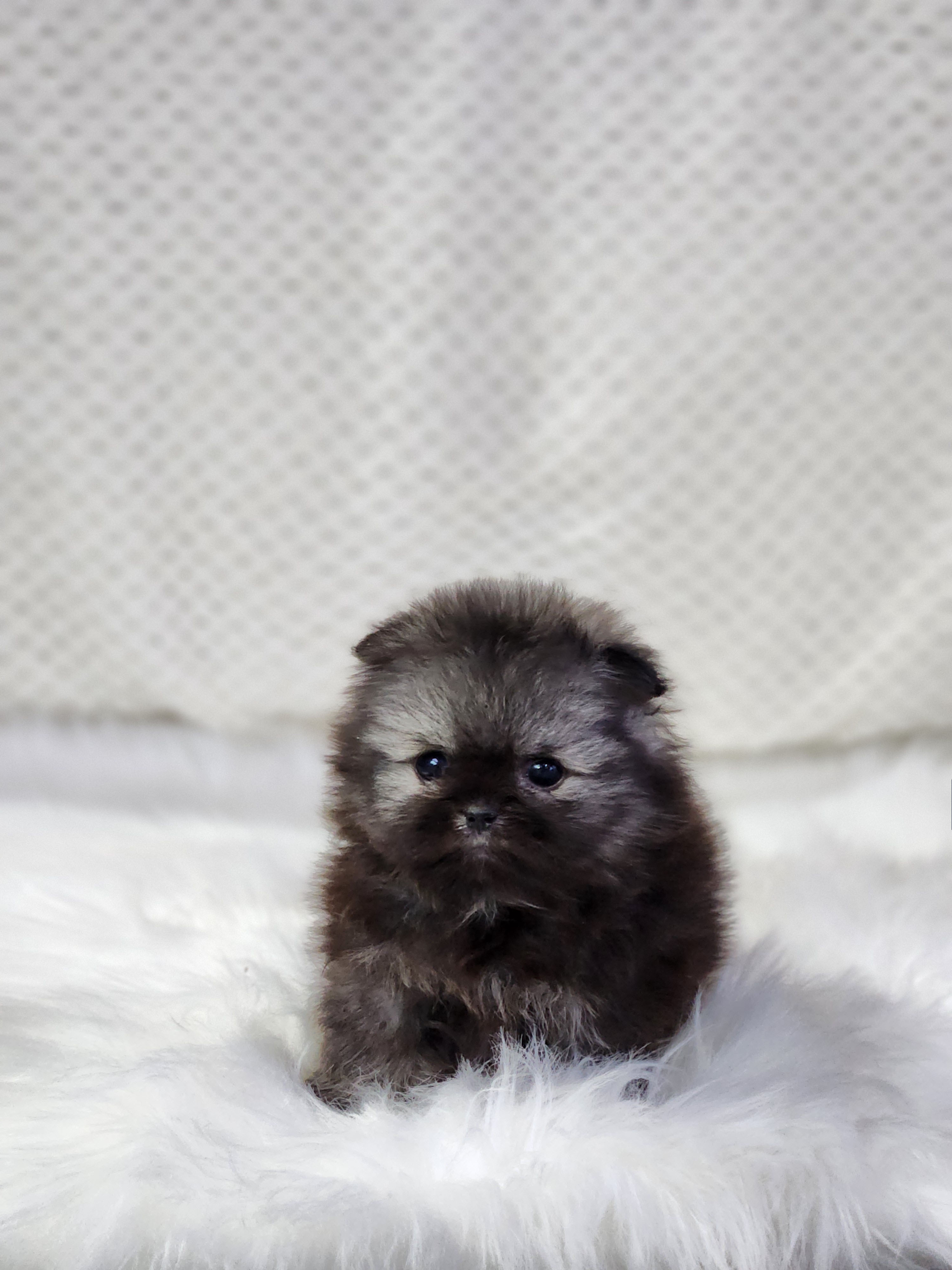 포메라니안 입양합니다 