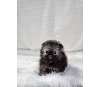 포메라니안 입양합니다 