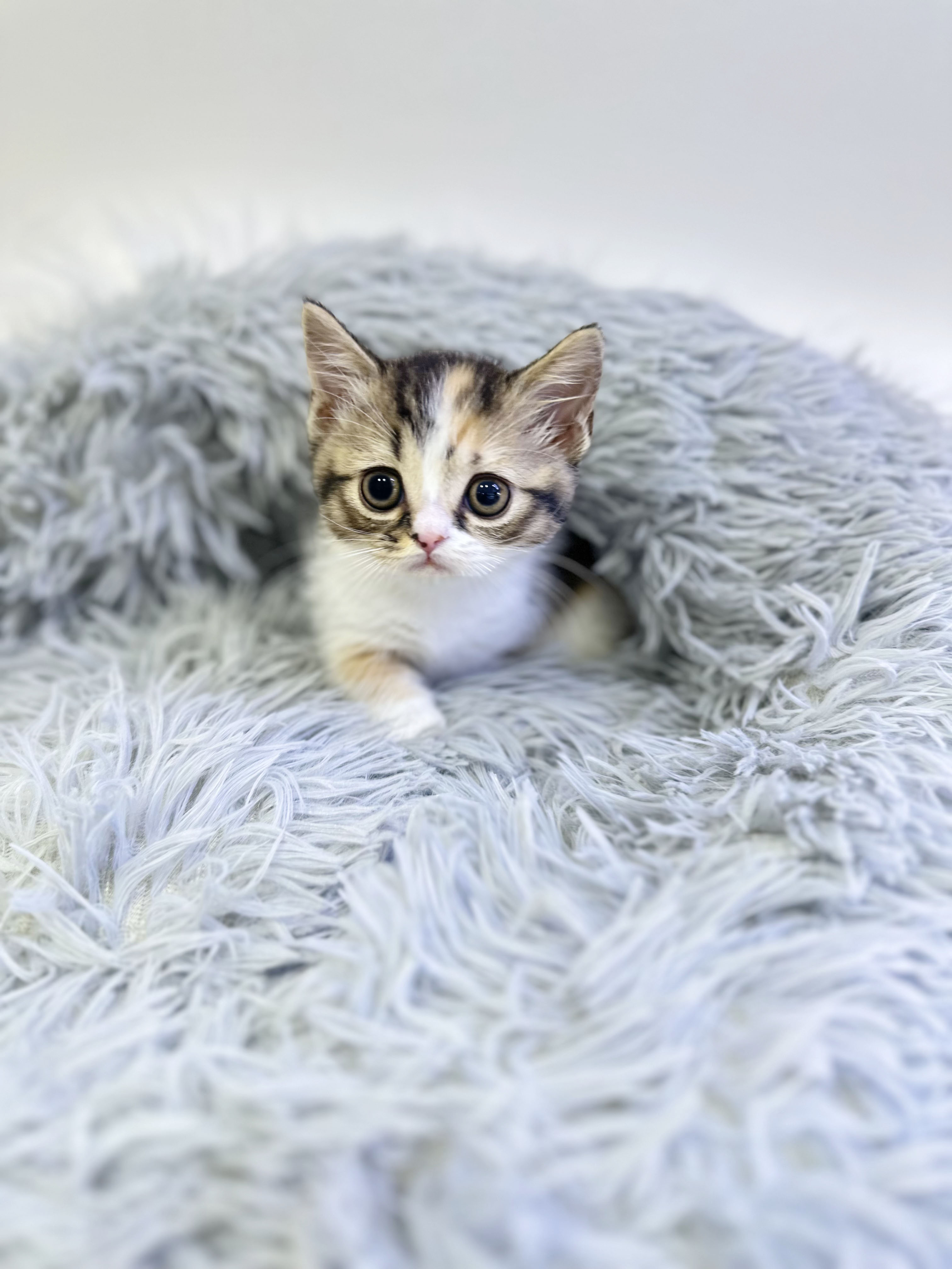 먼치킨 입양합니다