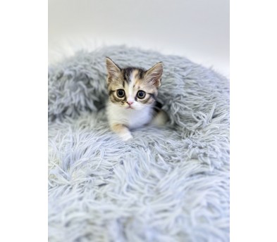 먼치킨 입양합니다