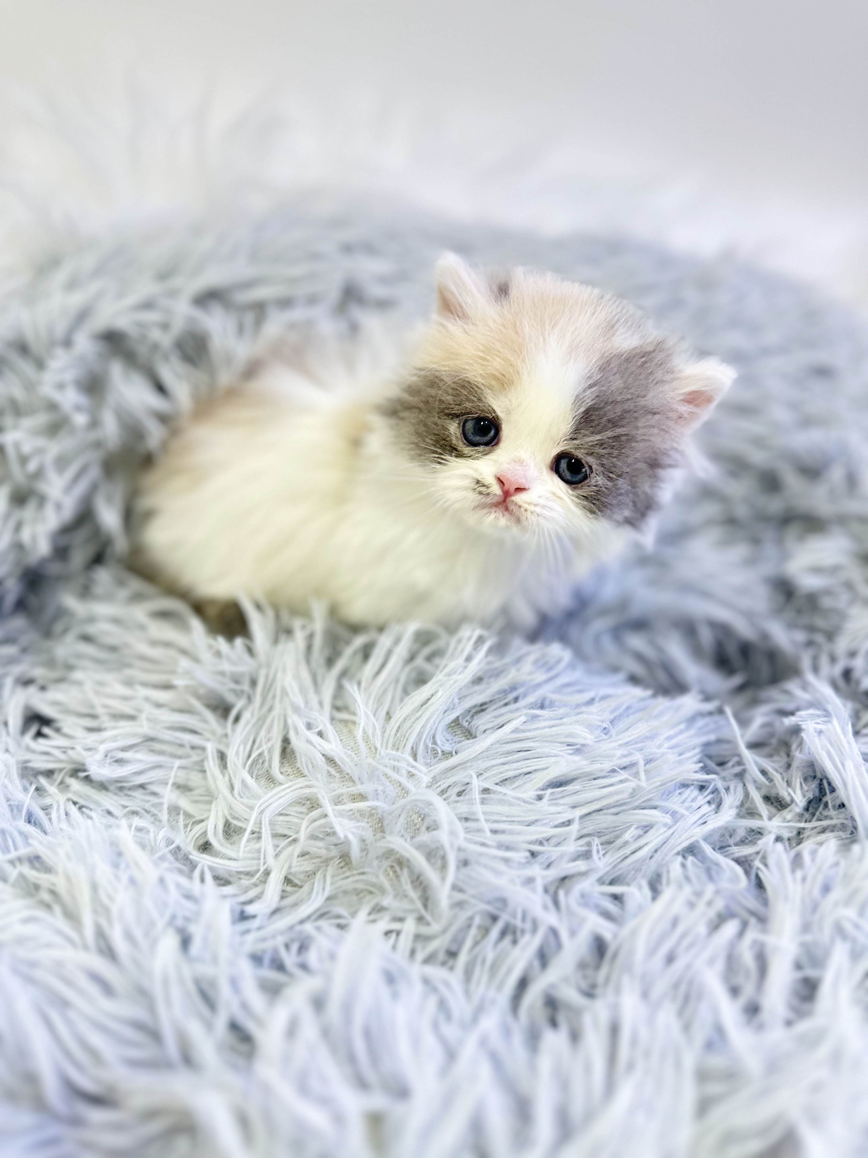 먼치킨 입양합니다