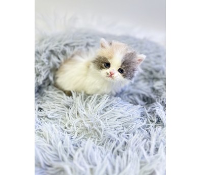 먼치킨 입양합니다