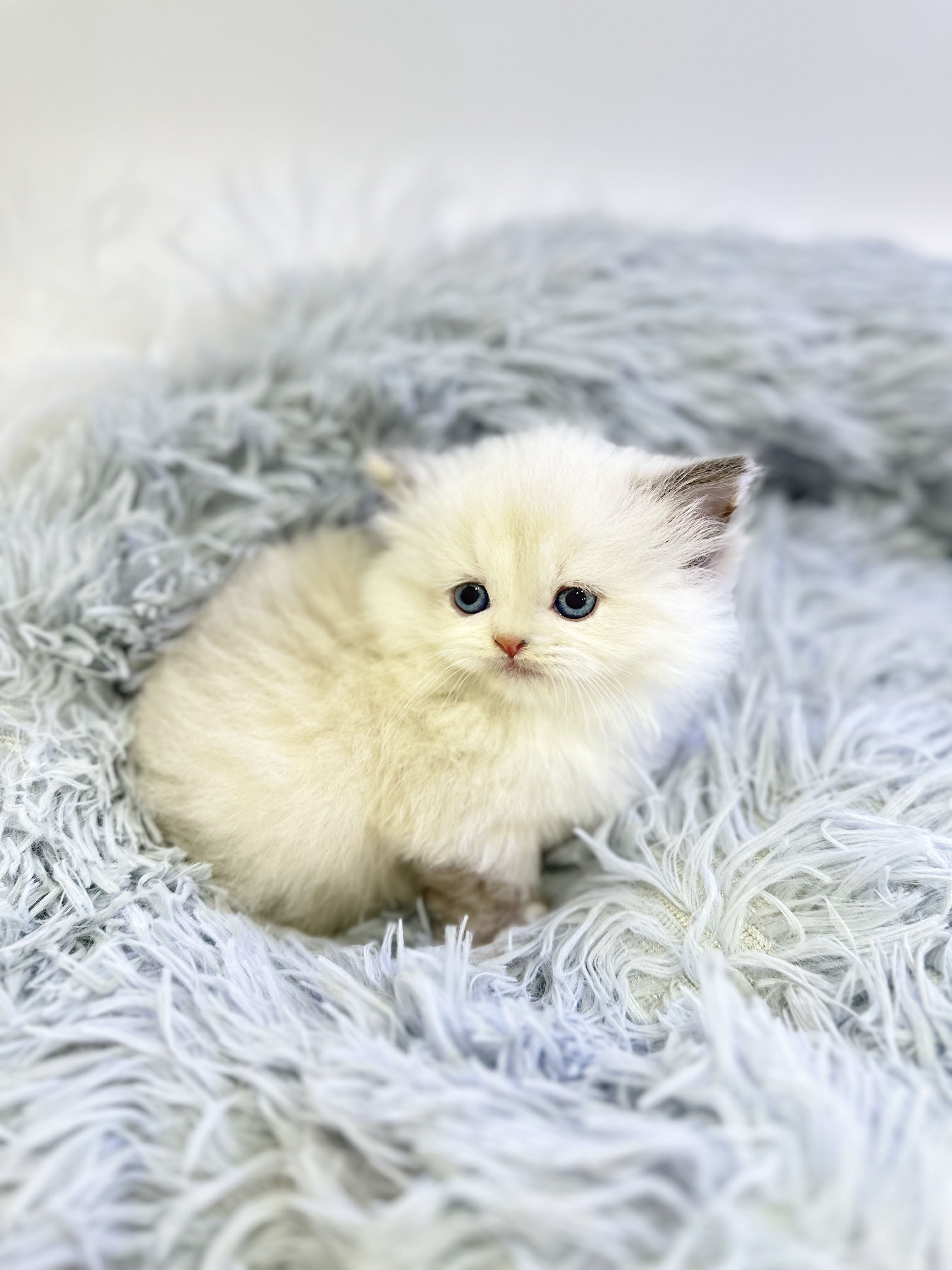 먼치킨 입양합니다