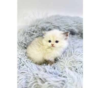 먼치킨 입양합니다