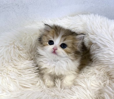 브리티쉬롱헤어 입양합니다