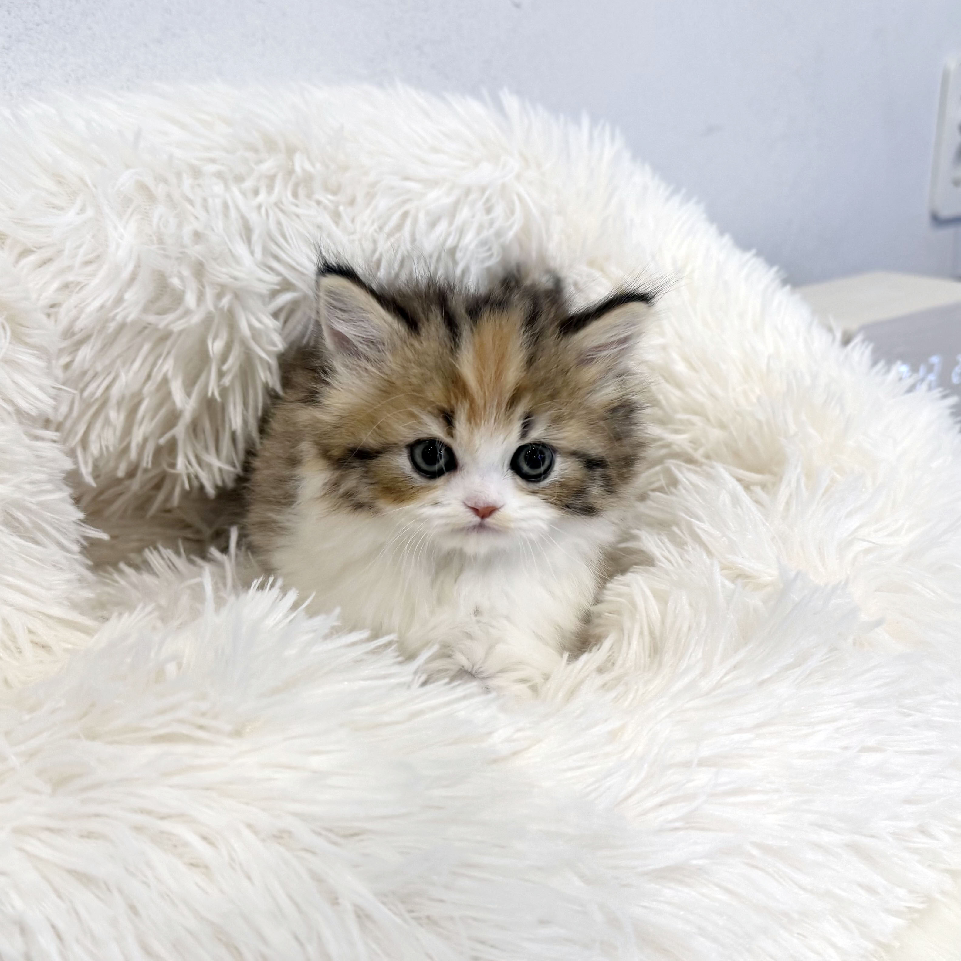 브리티쉬롱헤어 입양합니다