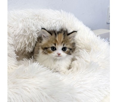 브리티쉬롱헤어 입양합니다