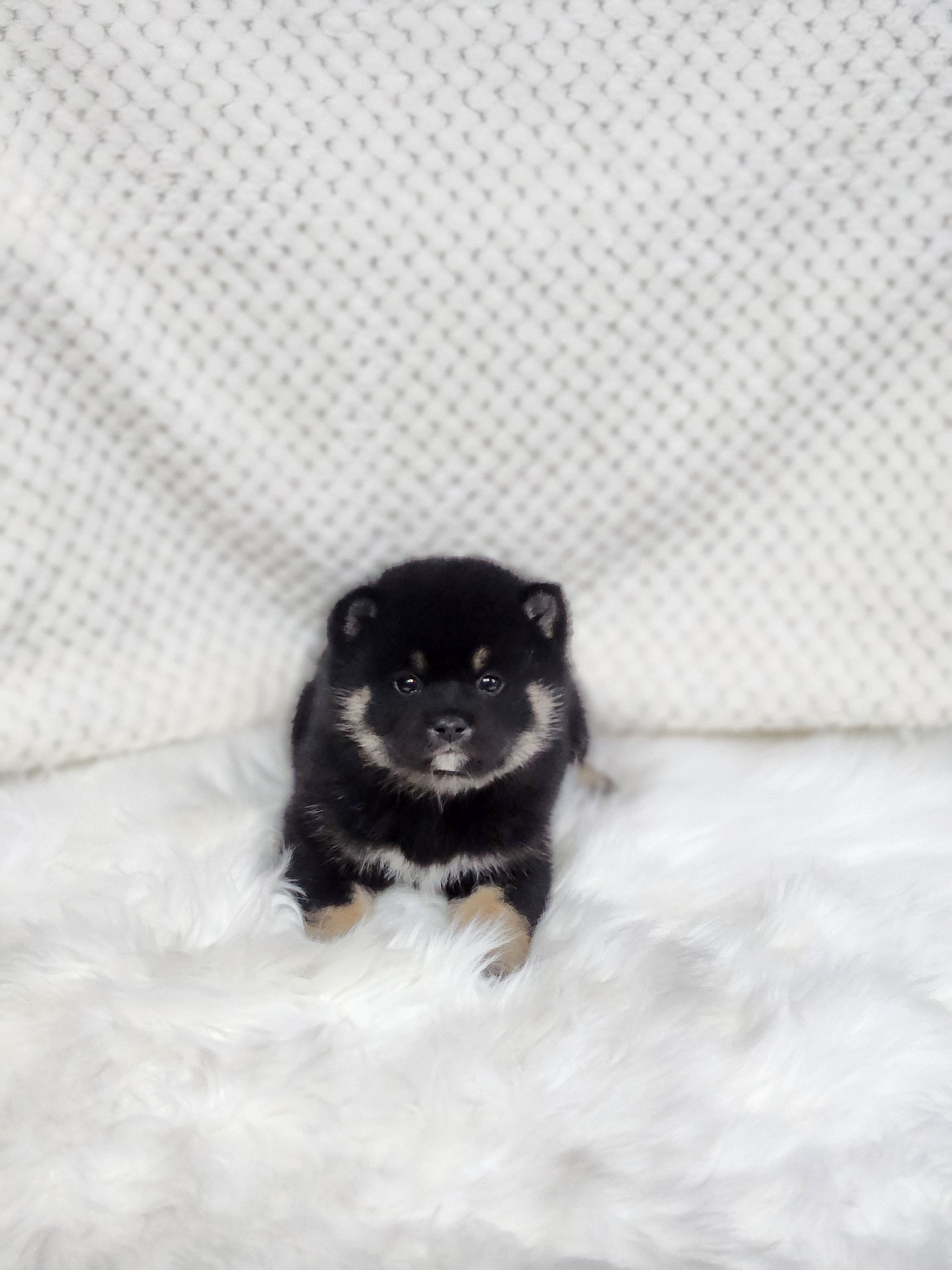 시바견 입양합니다