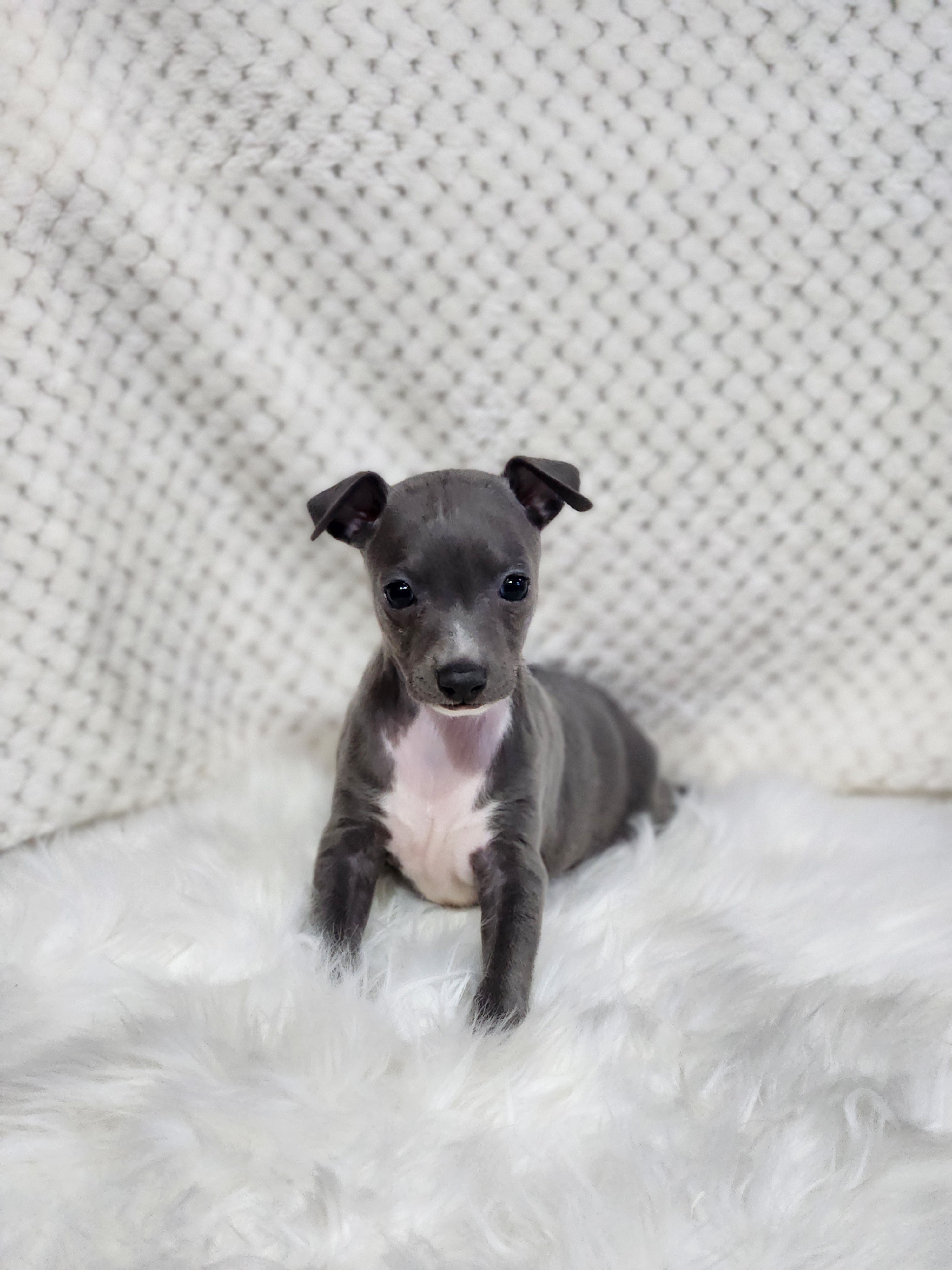 이탈리안그레이하운드 입양합니다