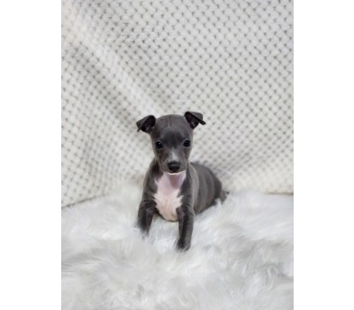 이탈리안그레이하운드 입양합니다